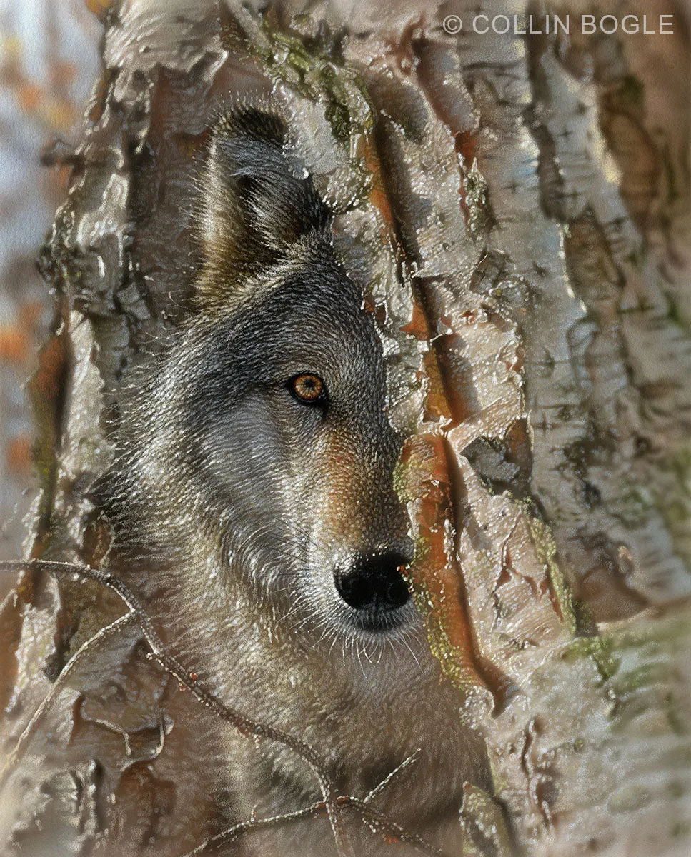 Close Encounter - Wolf