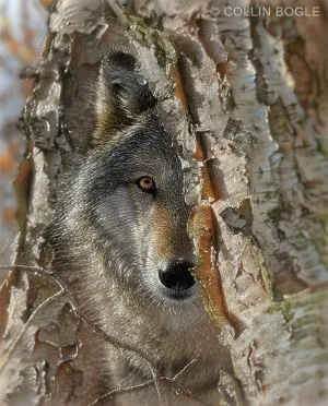 Close Encounter - Wolf